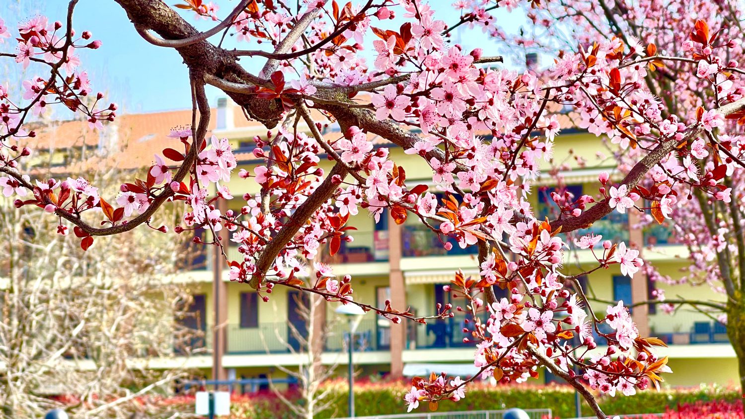 BILOCALE IN AFFITTO ORNAGO (25)