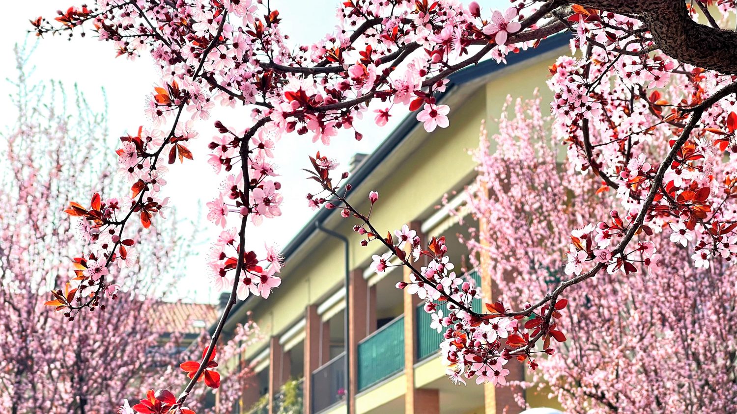 BILOCALE IN AFFITTO ORNAGO (27)